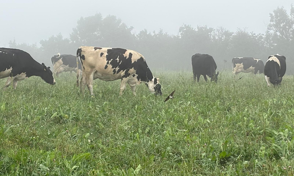 Cows grazing
