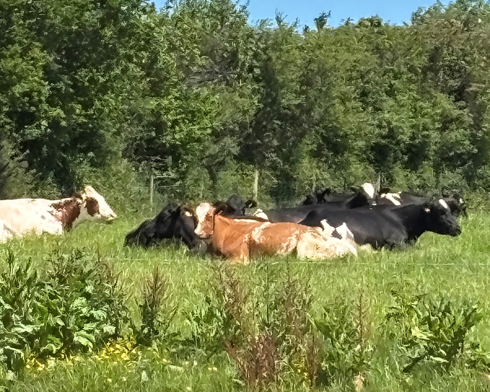 Devon Cows