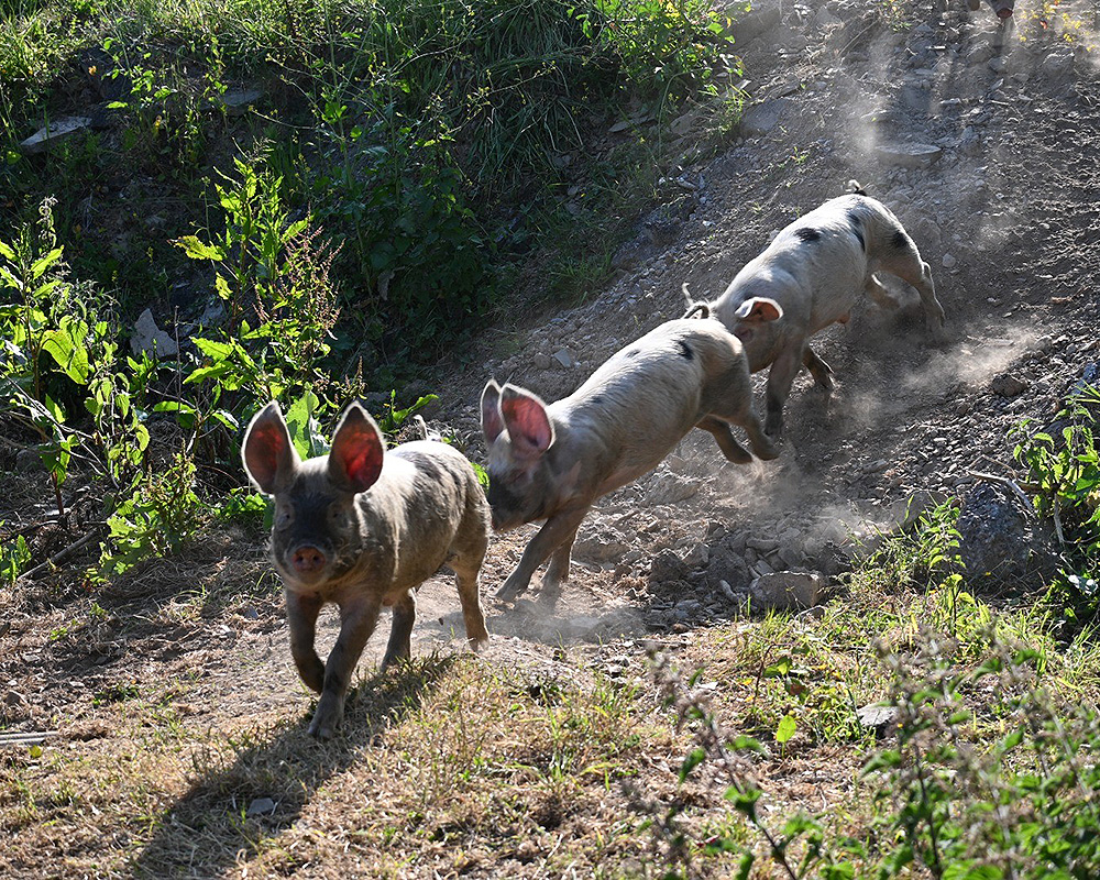 Devon Pigs