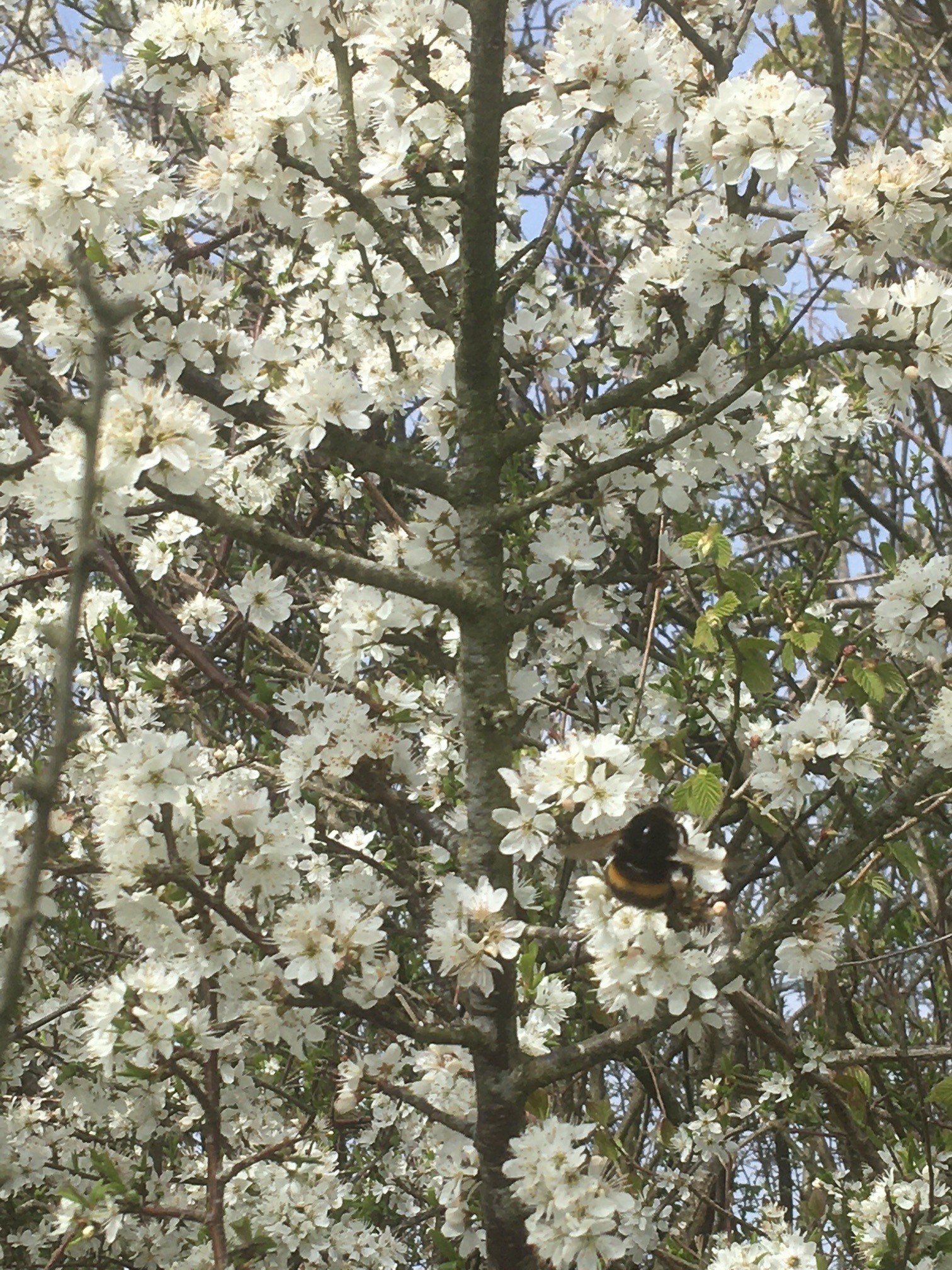 Bees