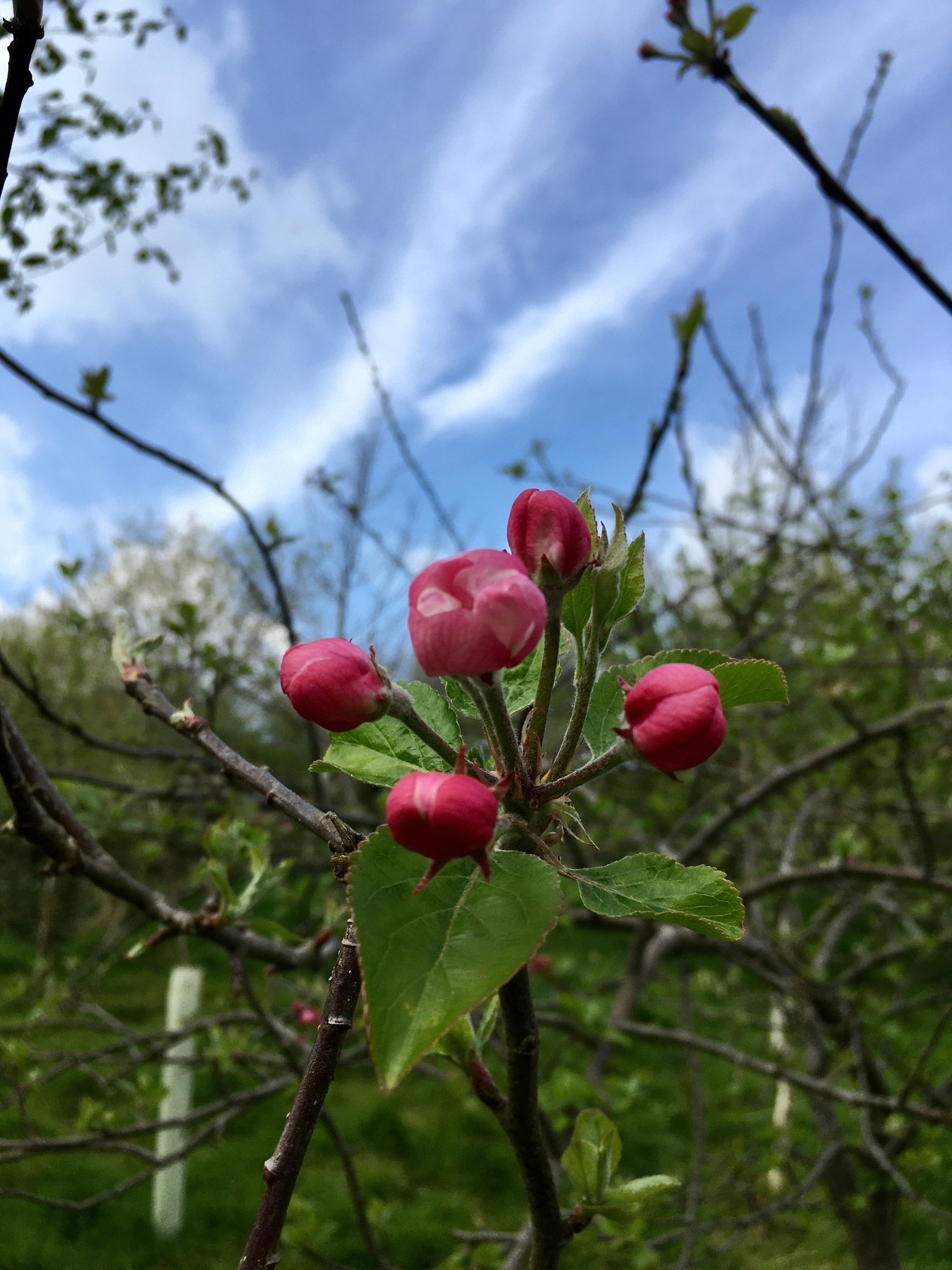 Orchard
